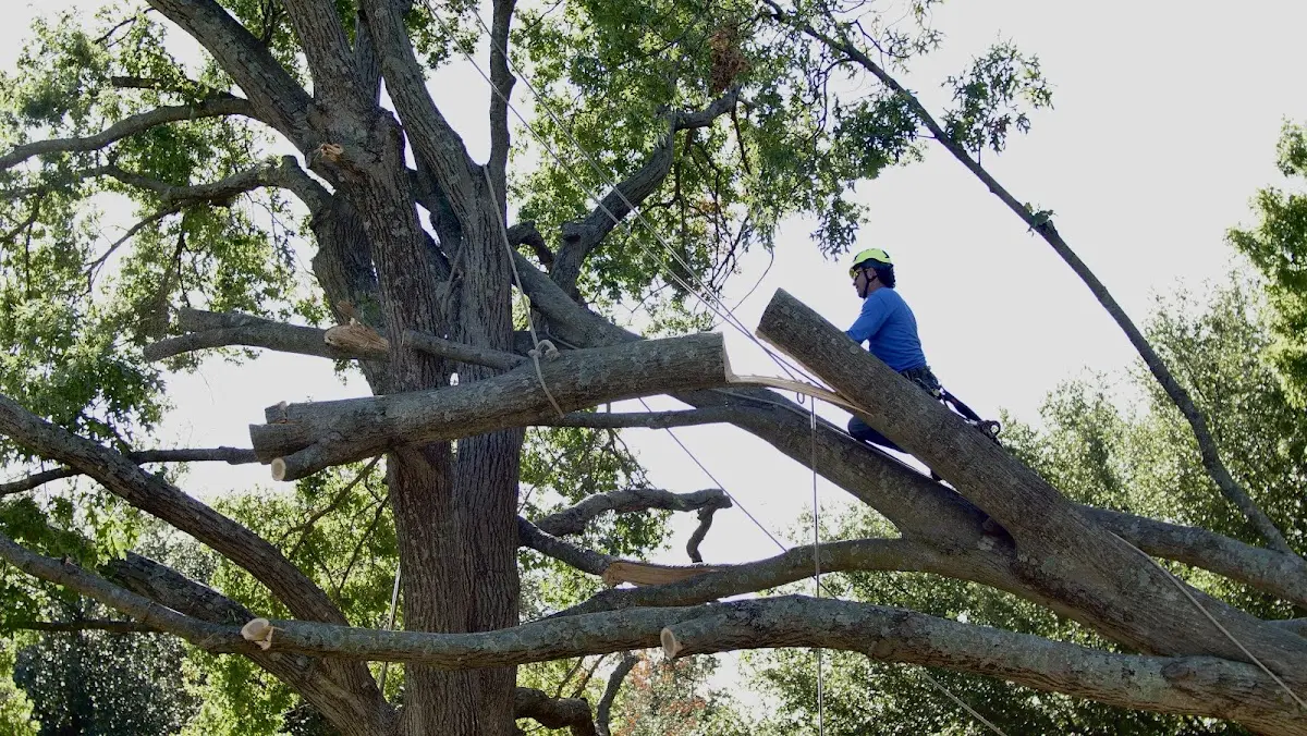 Professional Crown Thinning performed by certified arborists in Somerset